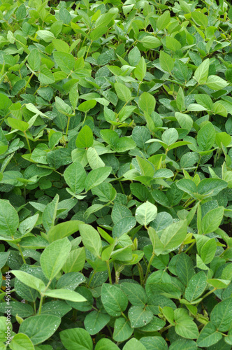 Wallpaper Mural The field grows soy Torontodigital.ca