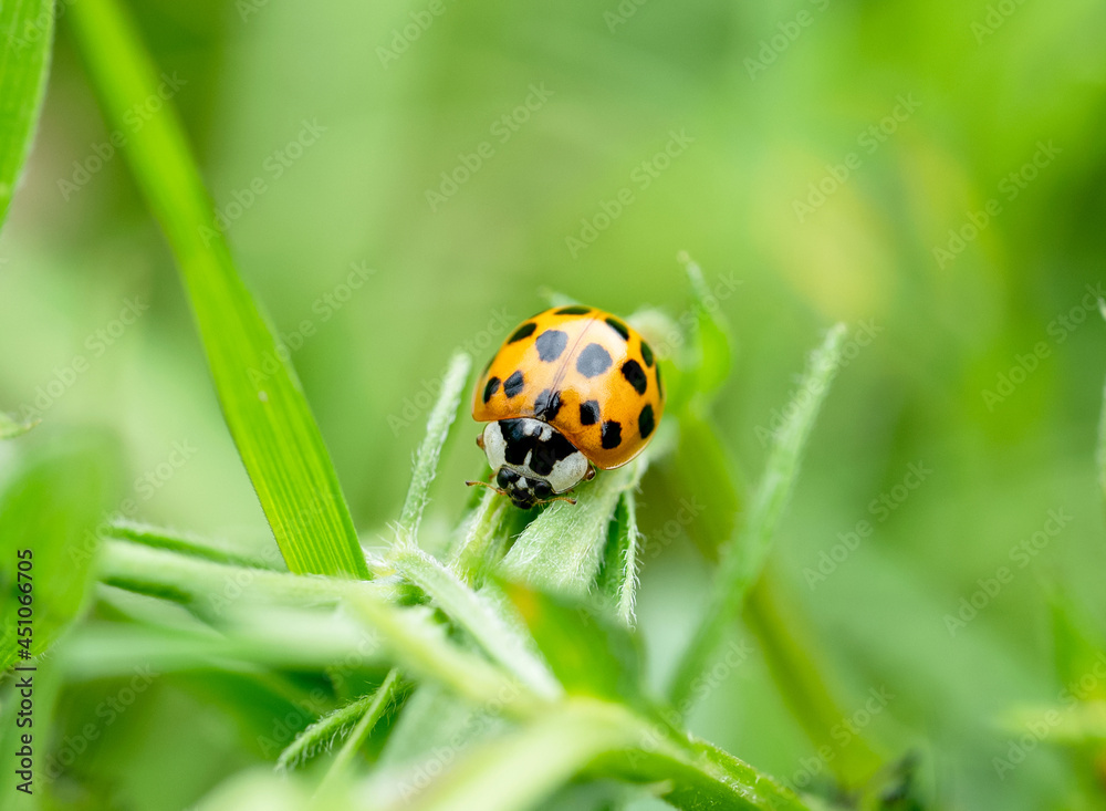 Macro Asian Lady Beetle Harmonia axyridis, Close up yellow ladybug walking on grass leaf in the morning Macro Asian Lady Beetle Harmonia axyridis, Close up yellow ladybug walking on grass leaf in the morning