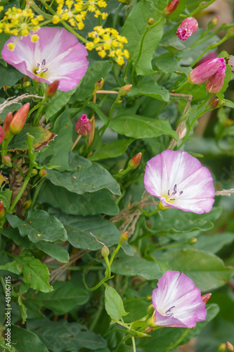 beautiful pink and white flowers of the field bindweed a.k.a. bearbine, bethbine, cornbine, field convolvulus, wild convolvulus (Convolvulus arvensis) photo