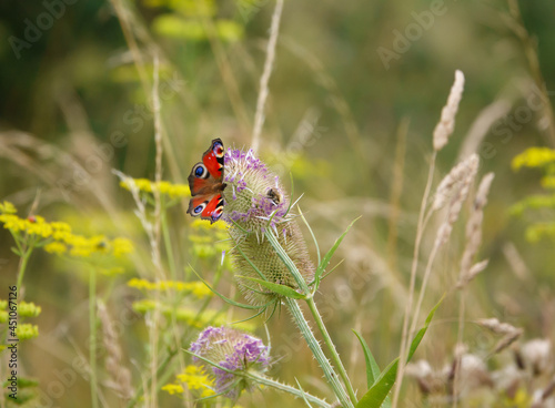 close up of a Peacock butterfly (Aglais io) feeding on a wild teasel (Dipsacus fullonum) thistle on Salisbury Plain, UK 