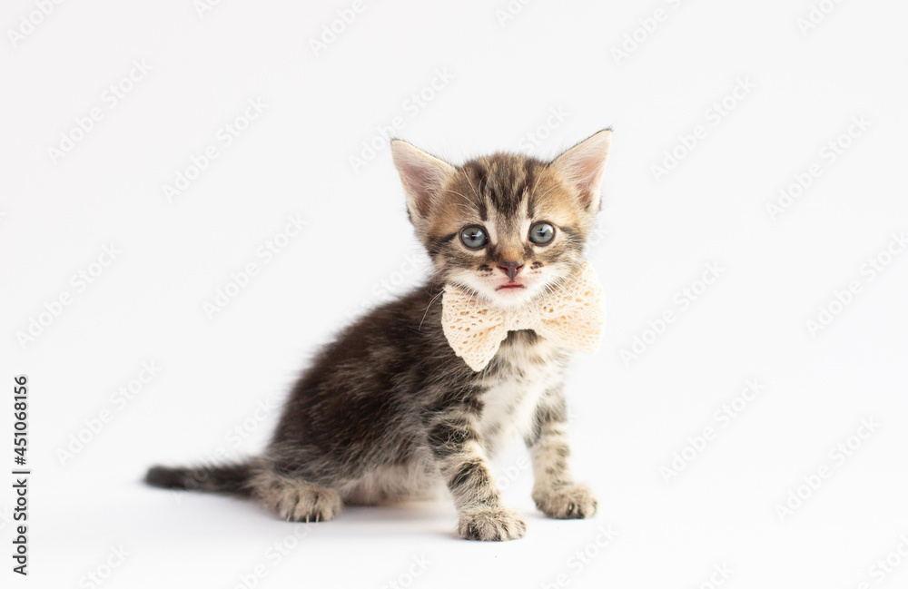 Small cute gray and white playful kitten sitting with a white bow around its neck on a white or gray background: gift on , place for text, soft focus