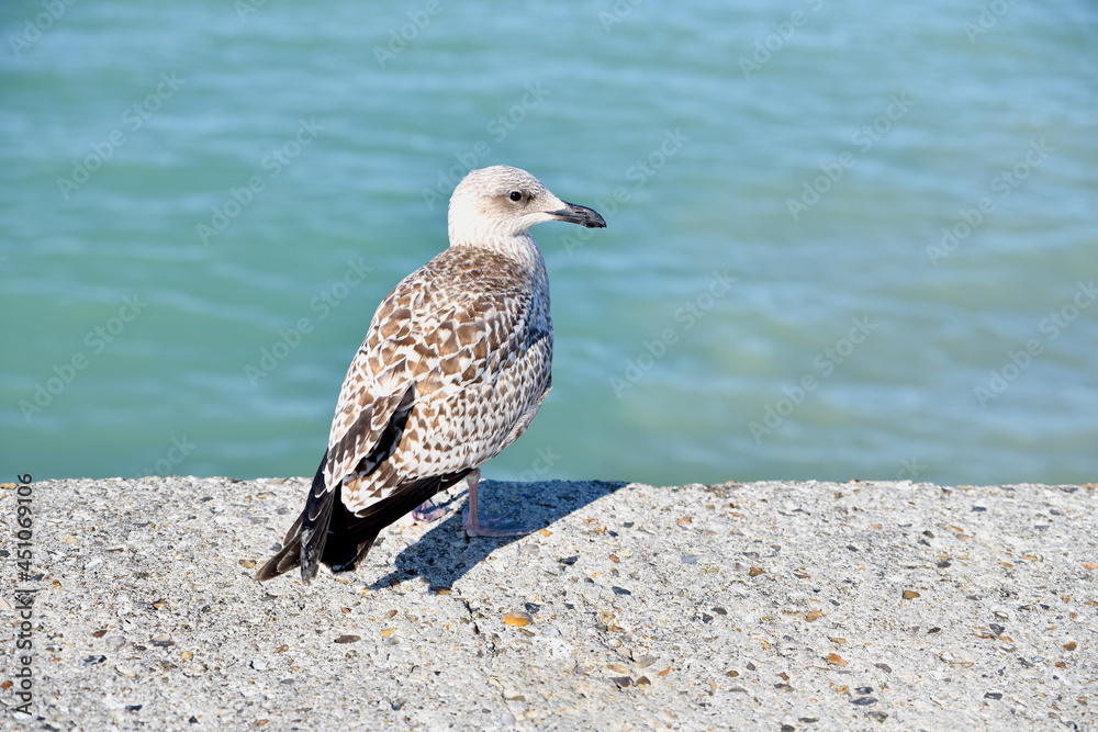 Obraz premium Profil de mouette