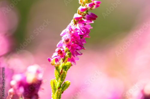 Beautiful blooming pink heather in a forest clearing at sunny day. Small lilac purple flowers on long stems. Flowering, gardening. Calluna vulgaris on green blurry background. Flower store concept.