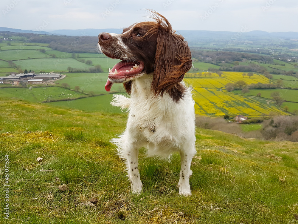 Happy brown and white spaniel stands on hilltop in English countryside, tongue lopping out after the steep climb to the top.