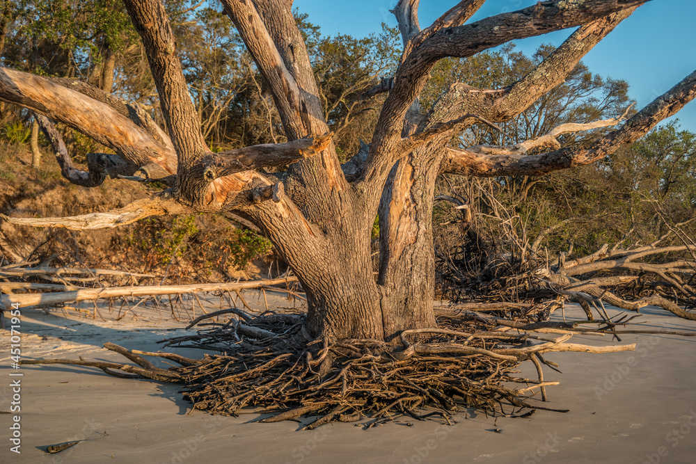 Dead tree on driftwood beach closeup Dead tree on driftwood beach closeup