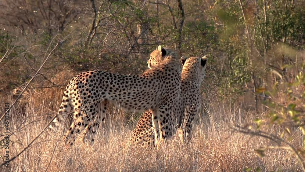 Cheetahs together in the wild at eye level on a bright sunny day in Africa. Cheetahs together in the wild at eye level on a bright sunny day in Africa.