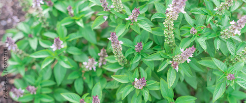 Panoramic blossom purple flower of Thai basil plant at organic garden near Dallas, Texas, USA