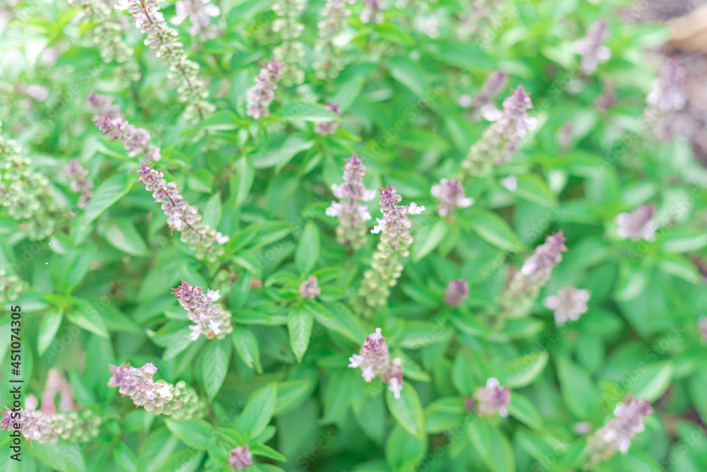 Beautiful nature background of blossom purple flower on Thai basil plant at organic garden Beautiful nature background of blossom purple flower on Thai basil plant at organic garden