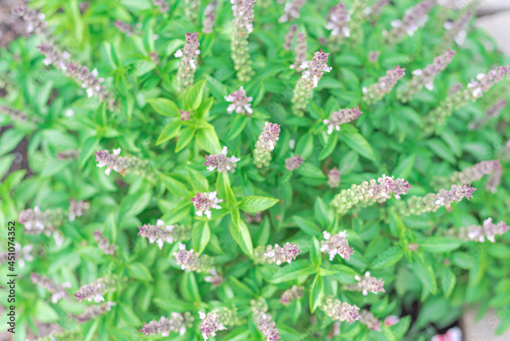 Beautiful nature background of blossom purple flower on Thai basil plant at organic garden Beautiful nature background of blossom purple flower on Thai basil plant at organic garden