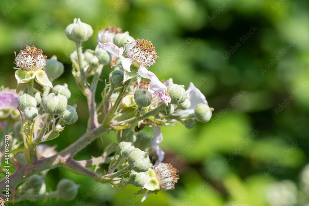 Close up of buds on a common bramble (rubus fruticosus) plant Close up of buds on a common bramble (rubus fruticosus) plant