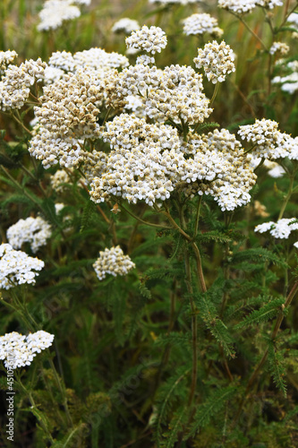 An image of white wild yarrow flowers used for herbal medicine. 