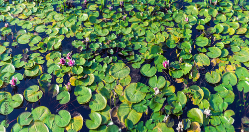 Quadro em tela Beautiful water lily flowers on the pond, background.
