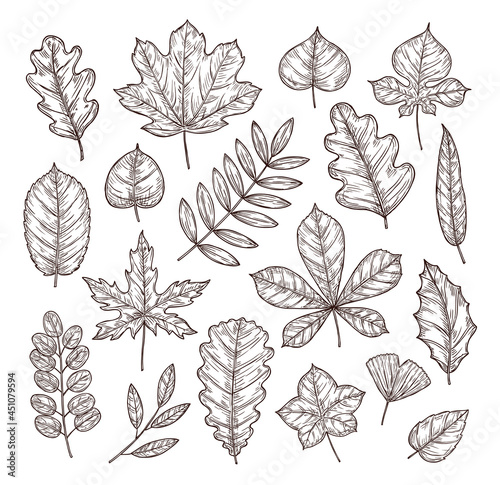 Sketch autumn leaves. Autumn vector set.