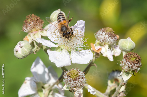 Close up of a european honey bee (apis mellifera)  pollinating awhite flowers on a common bramble (rubus fruticosus) plant photo