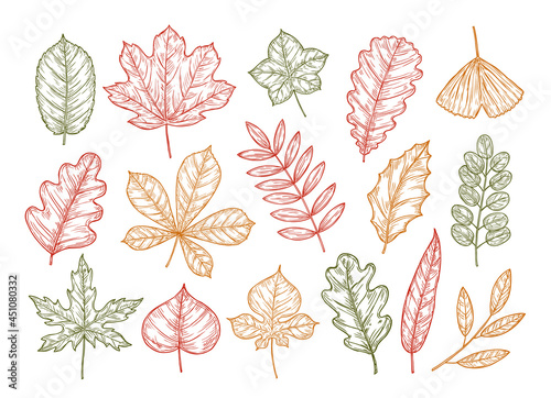 Set with colored sketch leaves. Autumn hand drawn set.