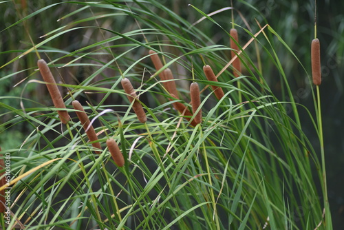 Fototapeta Cattail (Typha latifolia) growing on the water's edge