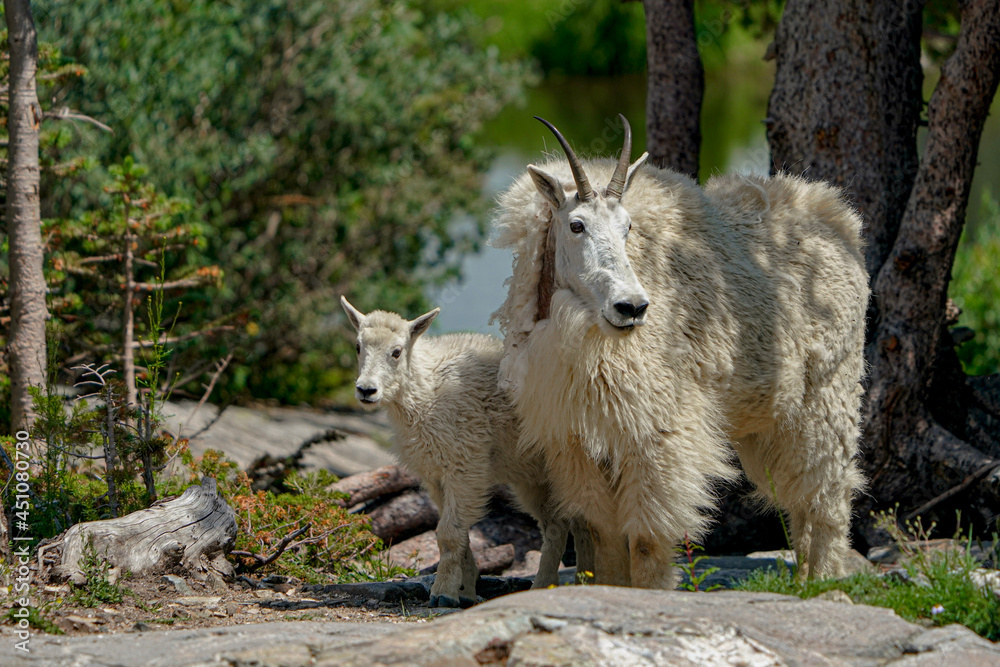 mountain goat on a rock in the mountains mountain goat on a rock in the mountains