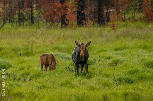 horse and foal