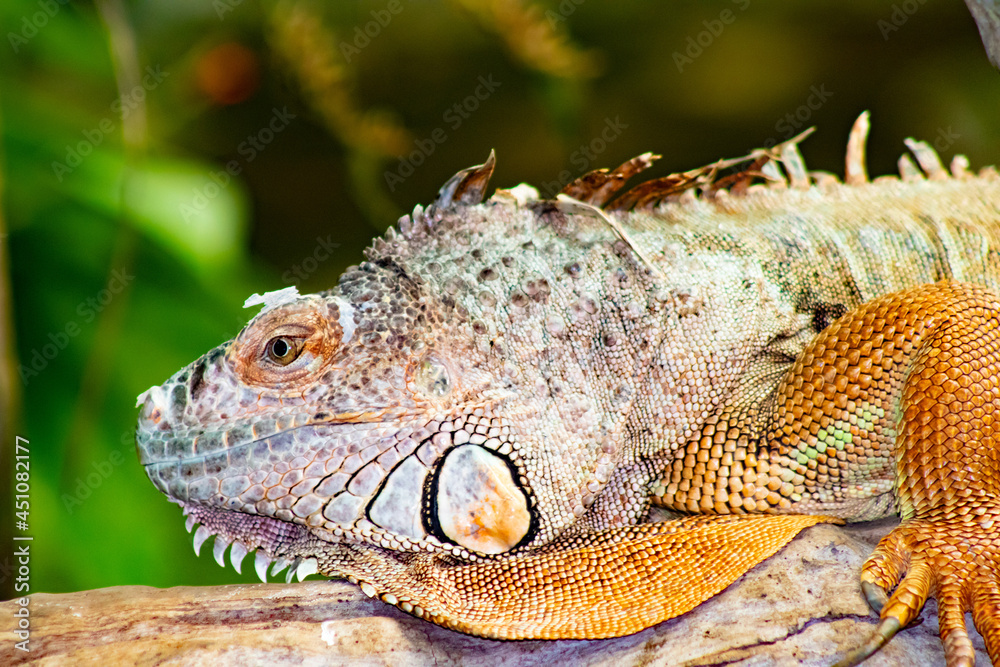 Fototapeta premium iguana on tree