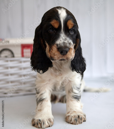 Portrait of a beautiful English Cocker Spaniel puppy. Sits. Color blue roan with tan.