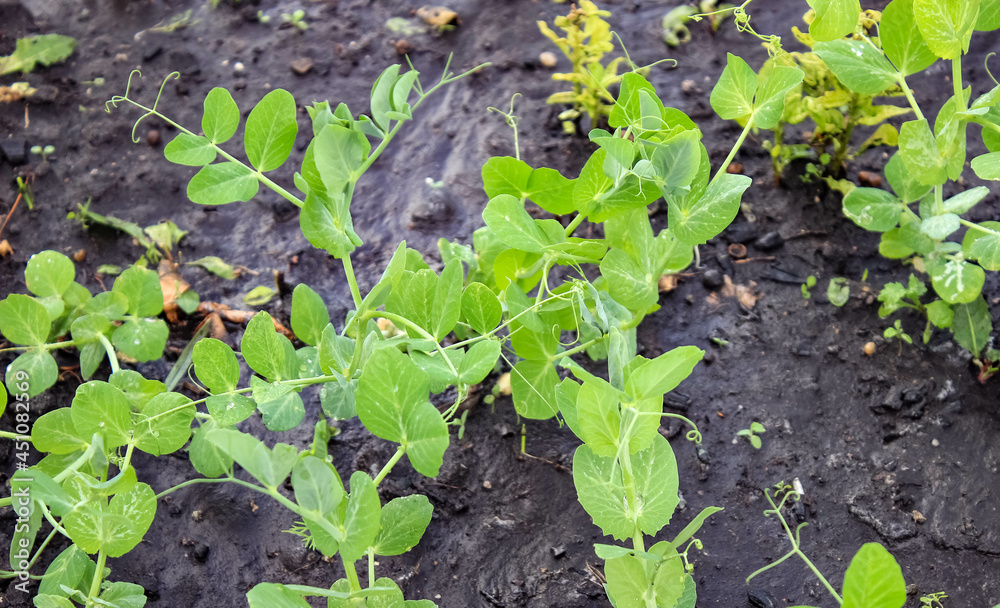 Young pea sprouts on a bed with wet watered earth. Young pea sprouts on a bed with wet watered earth.