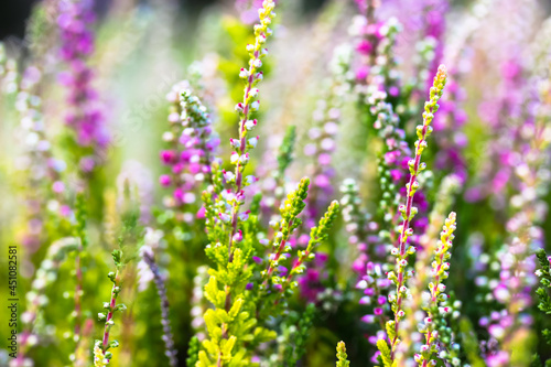 Beautiful blooming white and pink heather in a forest clearing at sunny day. Small lilac purple flowers. Flowering  gardening  floristry  horticulture. Calluna vulgaris on green blurry background.