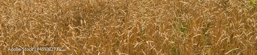 Golden wheat field full frame background. Close-up banner. Selective soft focus. Text copy space. Selective soft focus. Shallow depth of field. Text copy space.