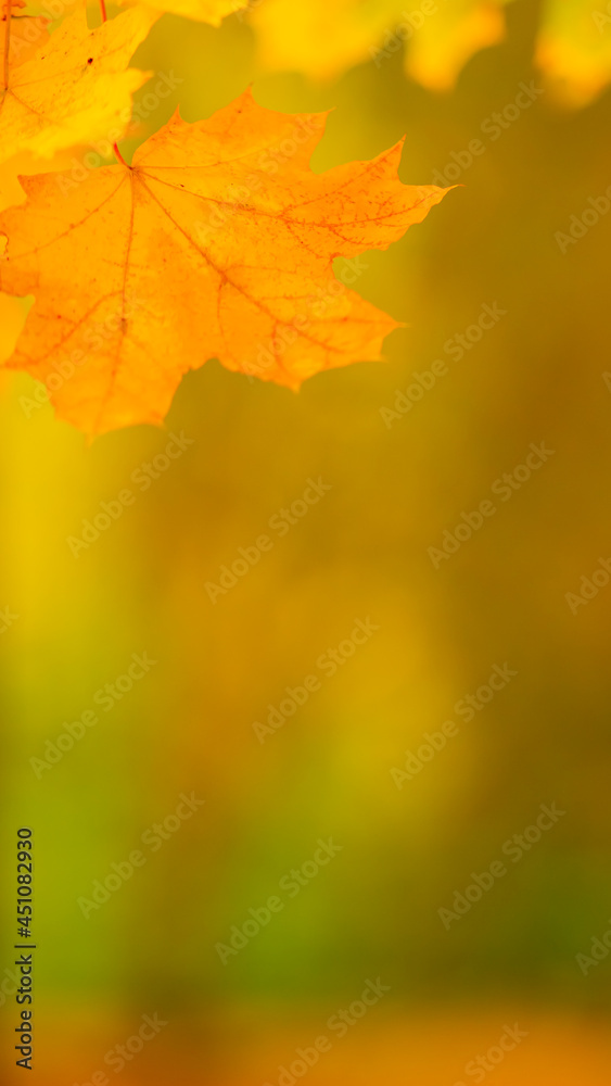 Autumn yellow leaves. Autumn colorful background, fall backdrop. Golden autumn concept Autumn yellow leaves. Autumn colorful background, fall backdrop. Golden autumn concept