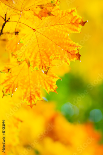 Autumn yellow leaves. Autumn colorful background, fall backdrop. Golden autumn concept