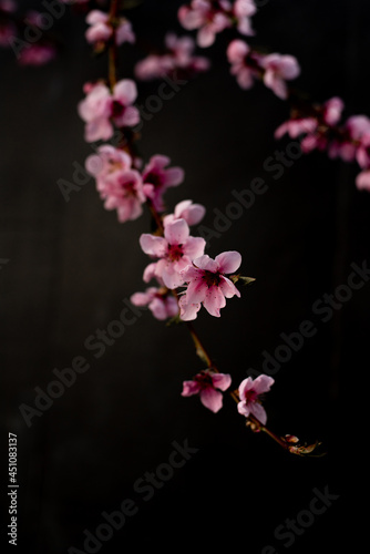 A portrait of my peach blossoms 