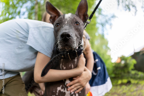 Close-up portrait of a pedigreed dog xoloitzcuintli Mexican naked and children hug it. A beautiful bald dog looks into the distance. Smart dog face. A dog with a long nose without hair photo