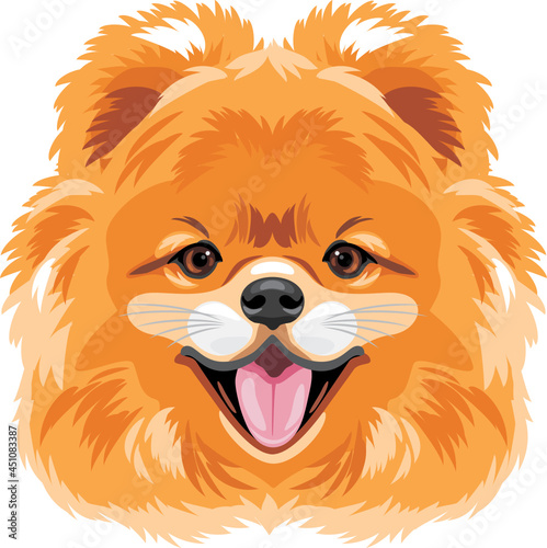 Portrait of a cute Pomeranian dog