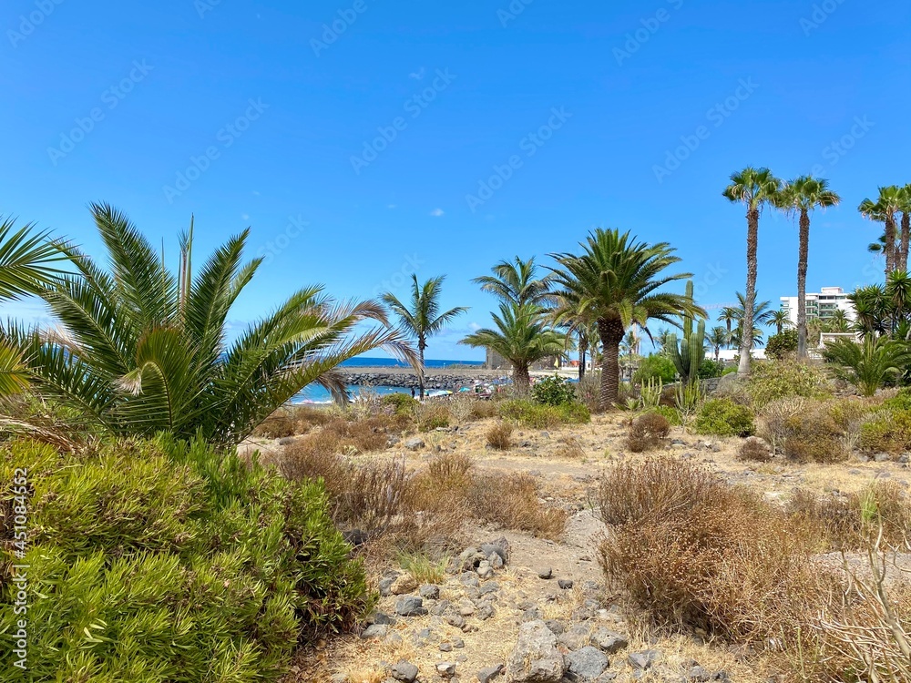 palm trees on the beach