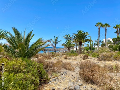 palm trees on the beach © Magda