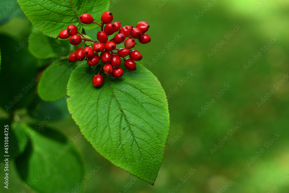 Close-up of red ripe berries of decorative viburnum lantana on a twig with a green leaf in the shade of a park on a sunny day. Close-up of red ripe berries of decorative viburnum lantana on a twig with a green leaf in the shade of a park on a sunny day.