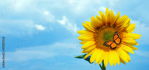 sunflower and butterfly. colorful monarch butterfly on a sunflower on a background of blue sky with clouds. copy space