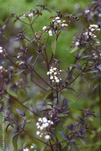 Eupatorium rugosum 'Chocolate' flowers. Asteraceae perennial plant.