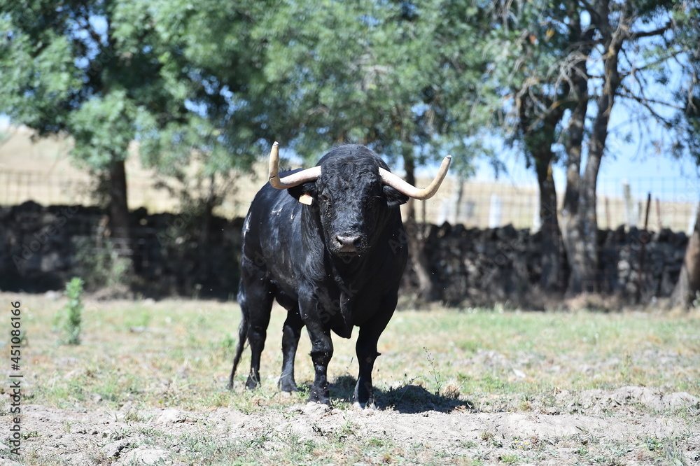 toro negro español en una ganaderia española