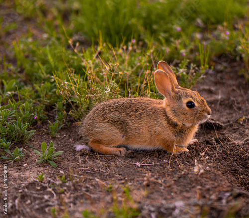 rabbit in a meadow