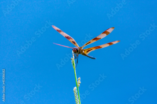 Dragonfly perched on wild grass