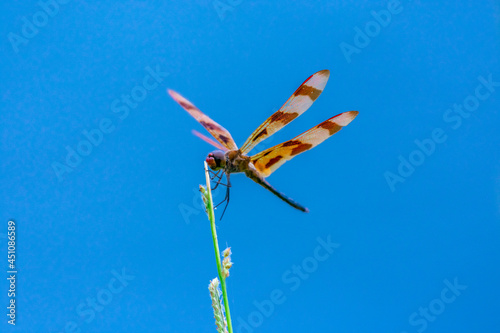 Halloween Pennant dragonfly perched on wild grass