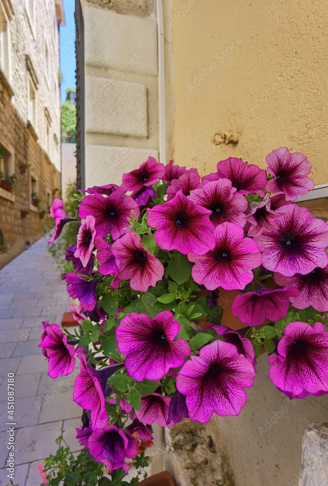 Fototapeta premium hot summer day in perast montenegro