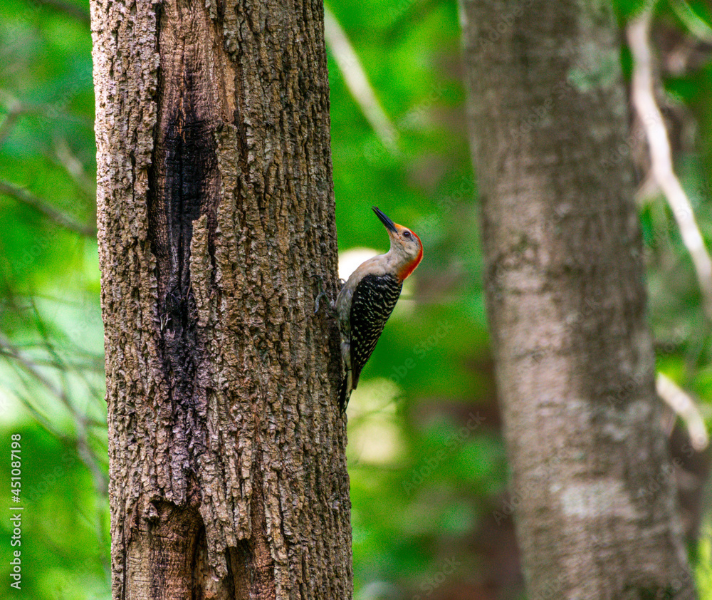 Red crown woodpecker perched on a tree in a thick forest hunting for food Red crown woodpecker perched on a tree in a thick forest hunting for food