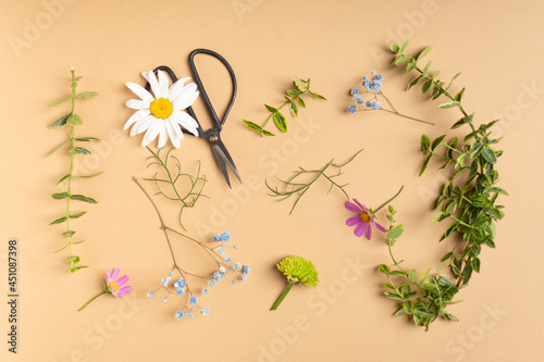 Flat lay of fresh cut flowers of garden for herbarium on beige background