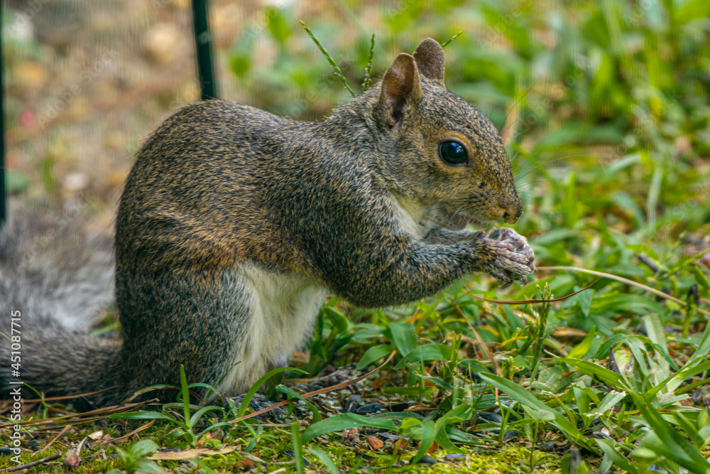 Fototapeta premium Cute backyard grey squirrel stealing nuts and seeds from the bird feeders