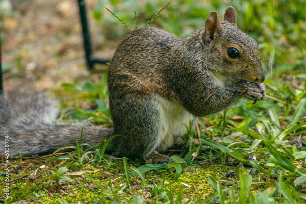 Cute backyard grey squirrel stealing nuts and seeds from the bird feeders Cute backyard grey squirrel stealing nuts and seeds from the bird feeders