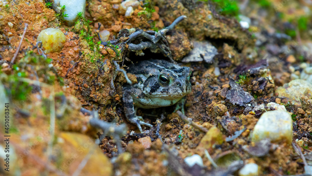 Cute toad peeking outside of the entrance way of its home Cute toad peeking outside of the entrance way of its home