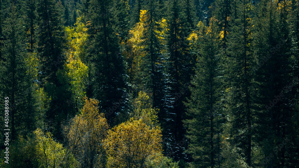 Autumn bright yellow forest in the Altai Republic, Russia.