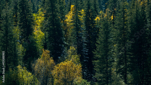 Autumn bright yellow forest in the Altai Republic, Russia.