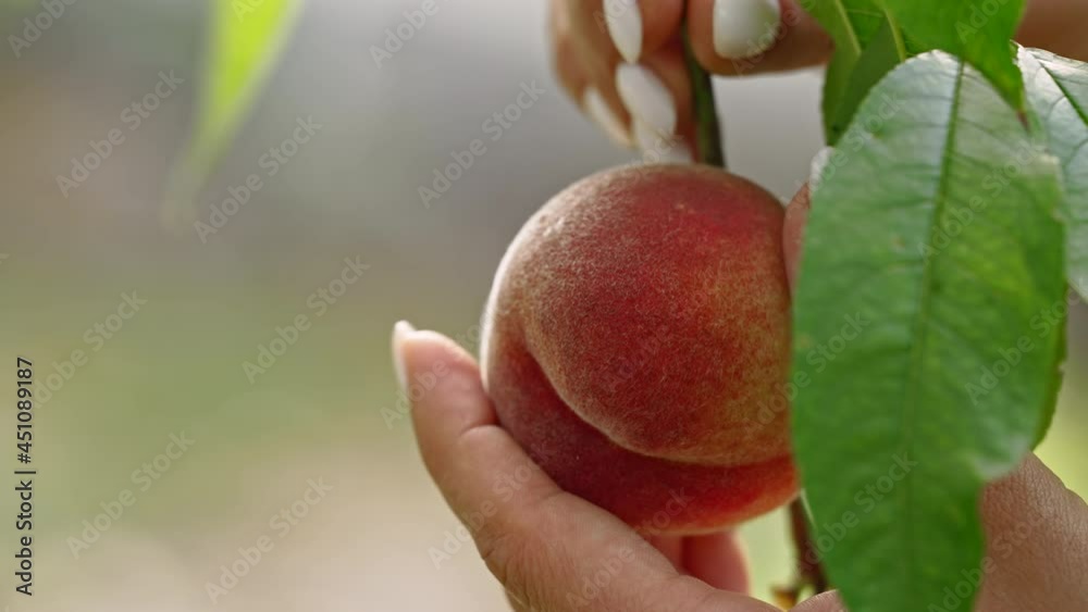 Female hand pick ripe juicy peaches from peach tree. Branch in fruit garden. Clean orchard, harvest, sweet food concept.